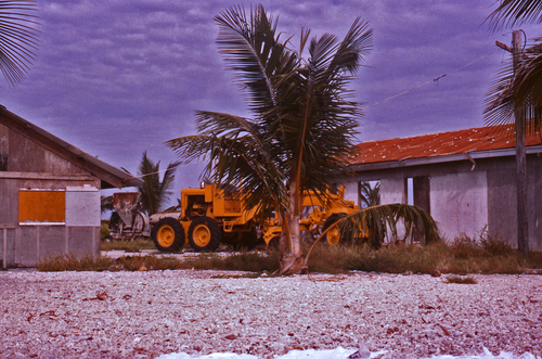 Coconut palm