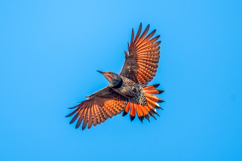 Northern Flicker