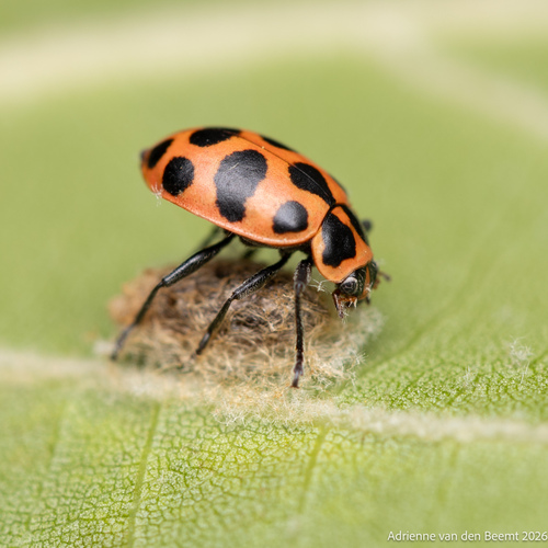 Spotted Pink Lady Beetle
