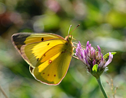 Orange Sulphur