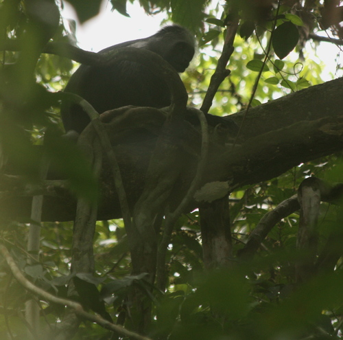 King Colobus