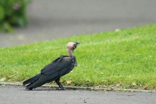 Eurasian Jackdaw