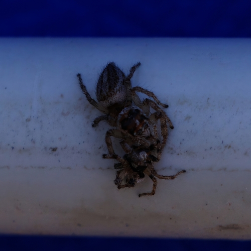 Colonus hesperus