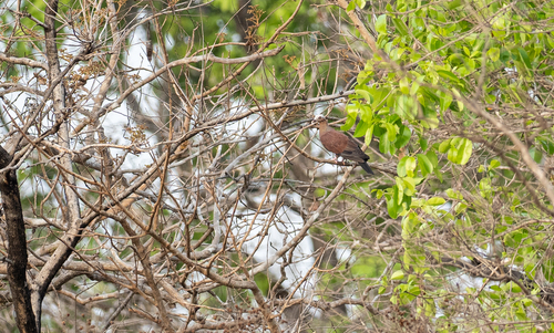 Pale-capped Pigeon