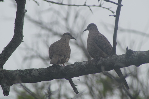 Inca Dove