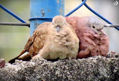 Ruddy Ground Dove