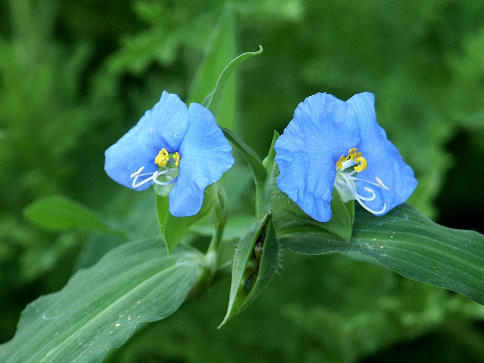 Whitemouth dayflower