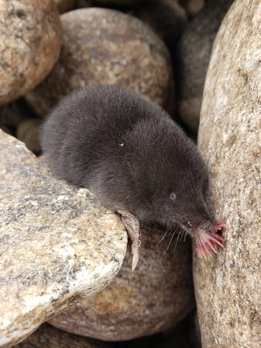 Star-nosed Mole