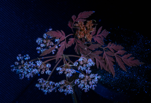 Poison hemlock