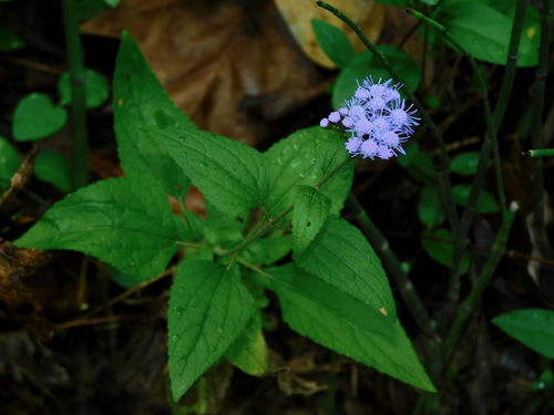 Blue mistflower