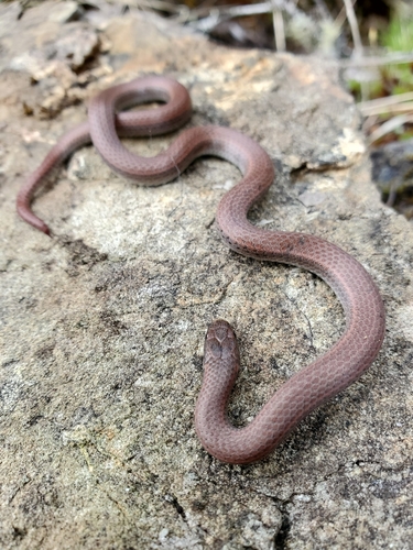 Common Sharp-tailed Snake