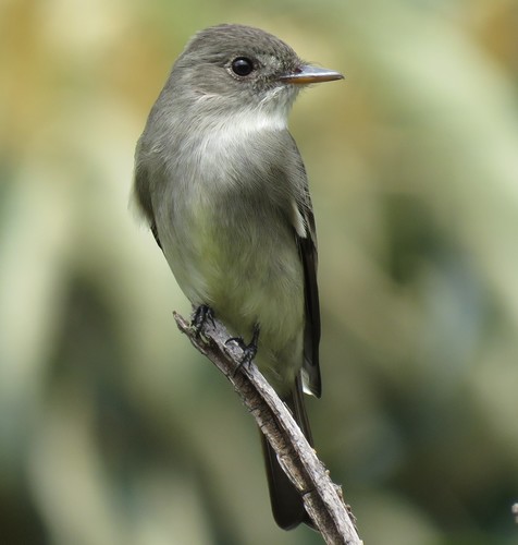 Eastern Wood-Pewee