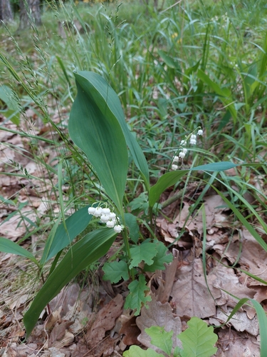 European lily of the valley