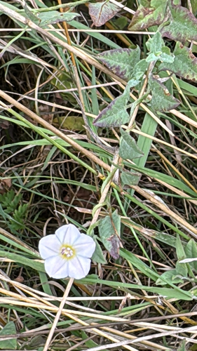 Field bindweed