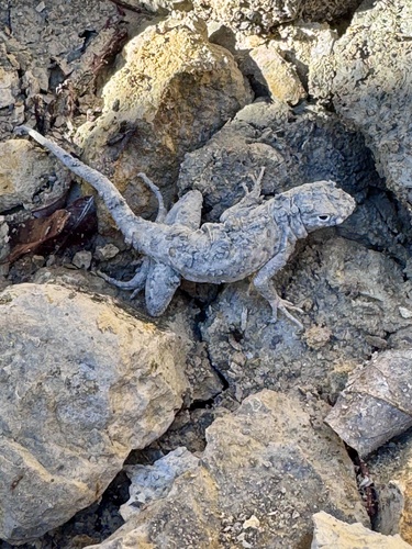 Greater Earless Lizard