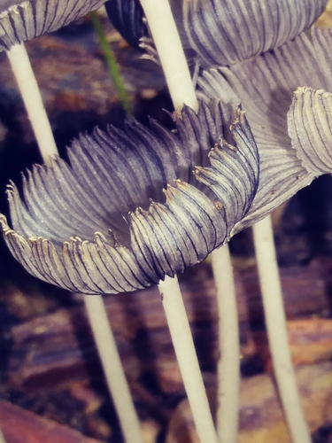 Hare's foot inkcap