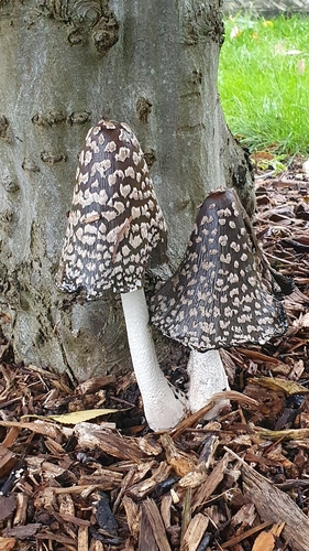 Magpie Inkcap