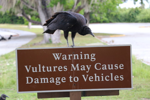 Black Vulture