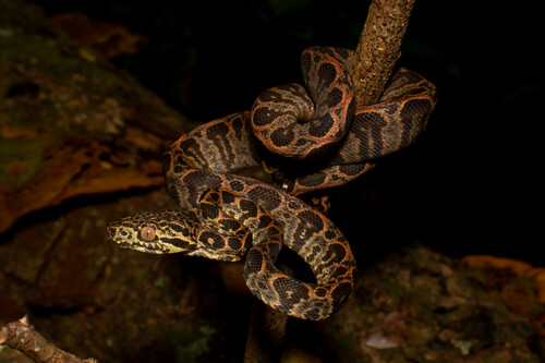Garden Tree Boa