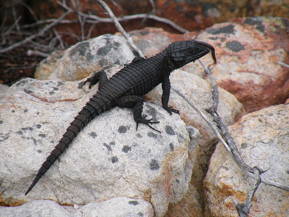 Black Girdled Lizard