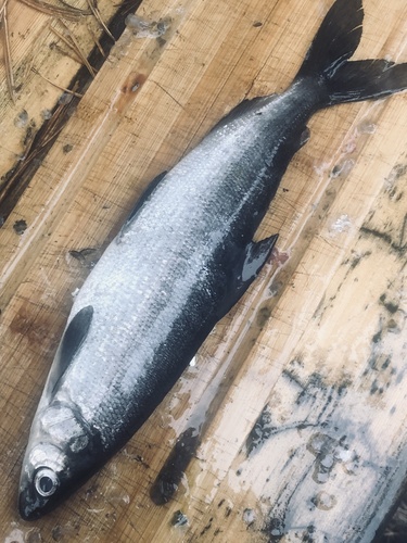Common Whitefish