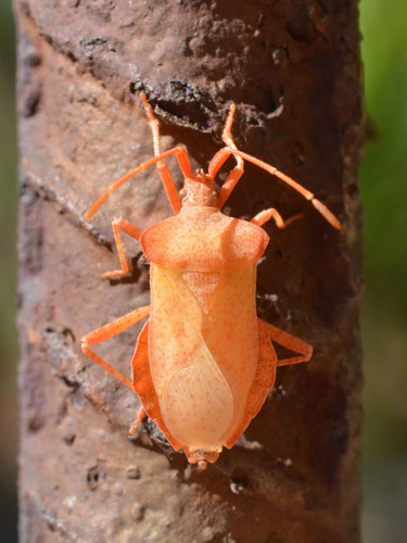 Dock Bug