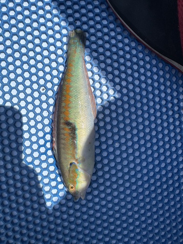 Mediterranean Rainbow Wrasse