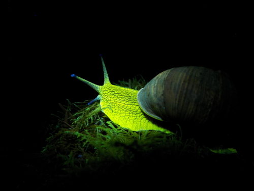 Garden Snail