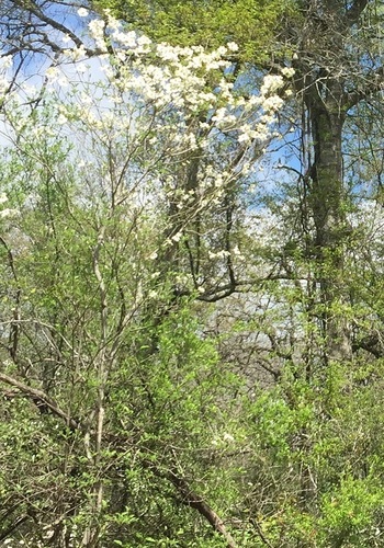 Flowering dogwood
