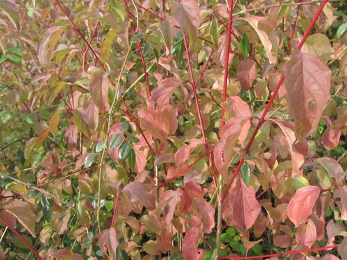 Common dogwood