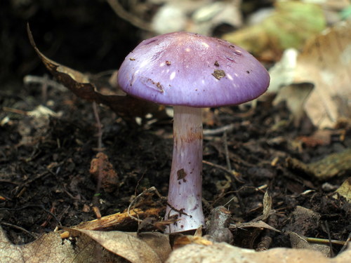 Viscid Violet Cort