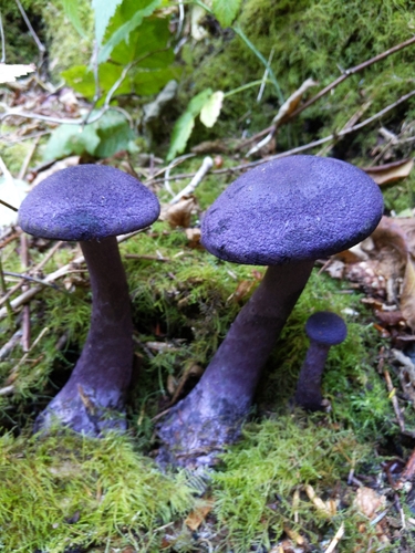 Violet webcap