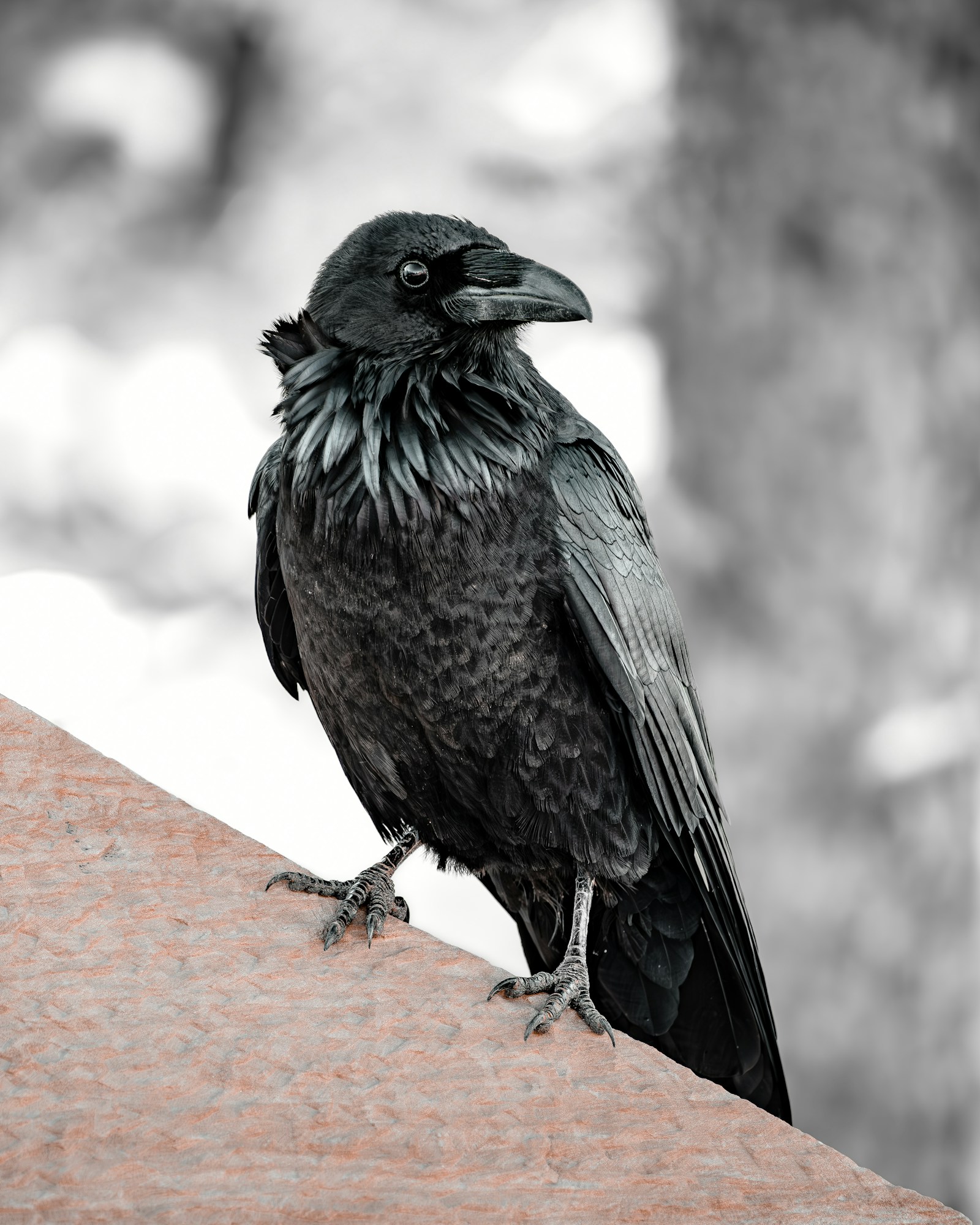 Common Raven