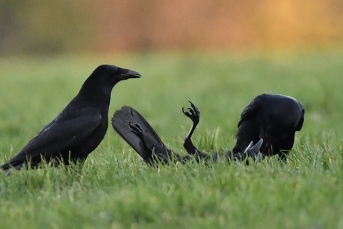 Carrion Crow