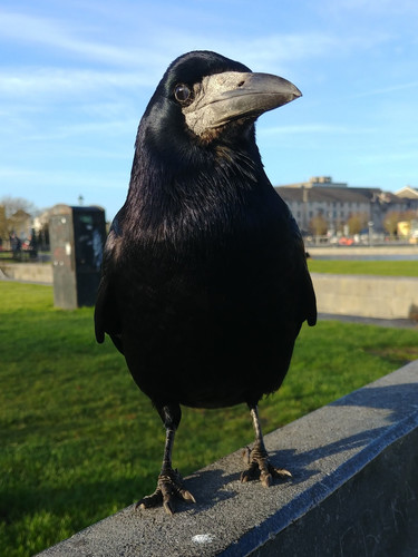 Rook