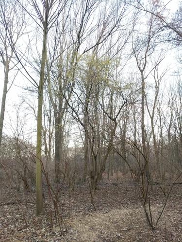 Common hazel