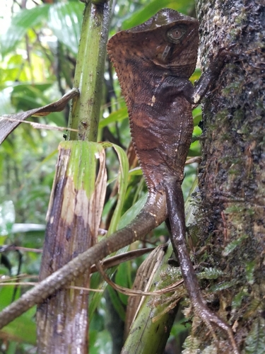 Helmeted Iguana