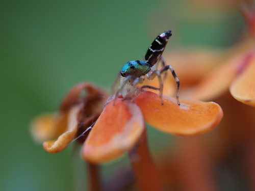 Sea-green Northern Jumper