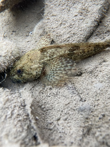 Mottled Sculpin