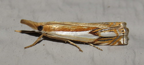 Double-banded Grass-veneer