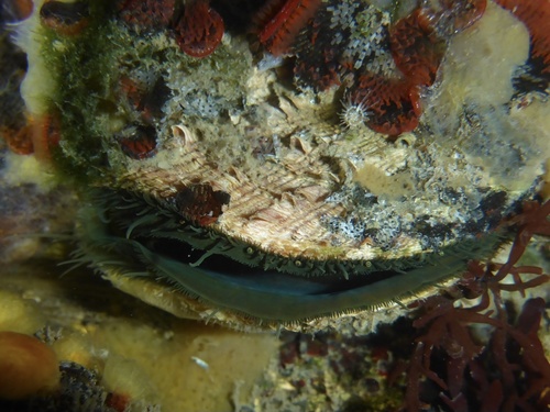 Giant Rock Scallop