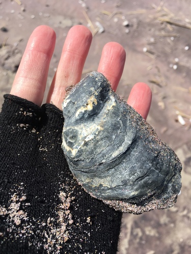 Eastern Oyster
