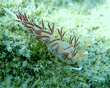 Cratena Slug