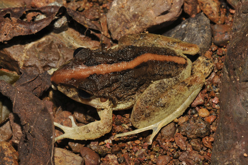 Fitzinger's Robber Frog