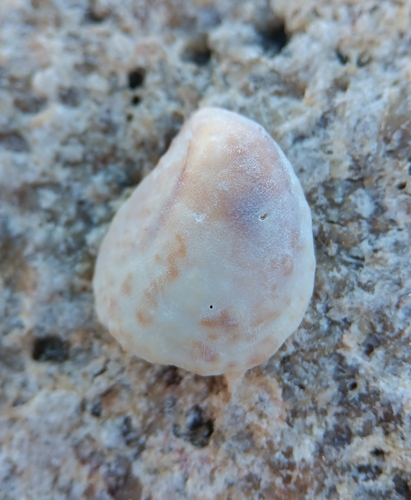 Common Atlantic Slippersnail