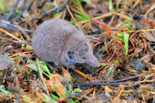 Greater White-toothed Shrew