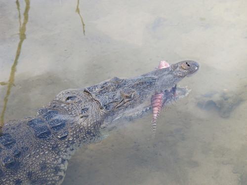 American Crocodile