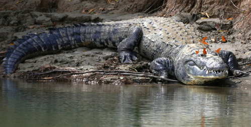 Morelet's Crocodile