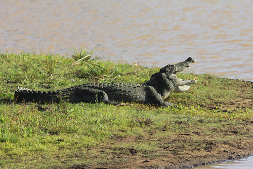 Mugger Crocodile