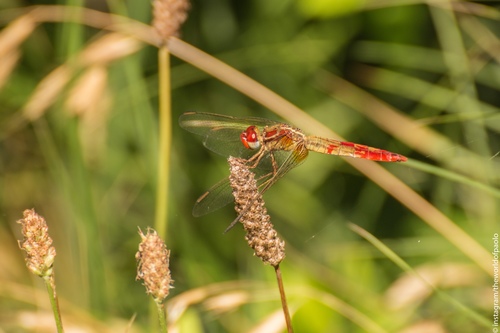 Broad Scarlet